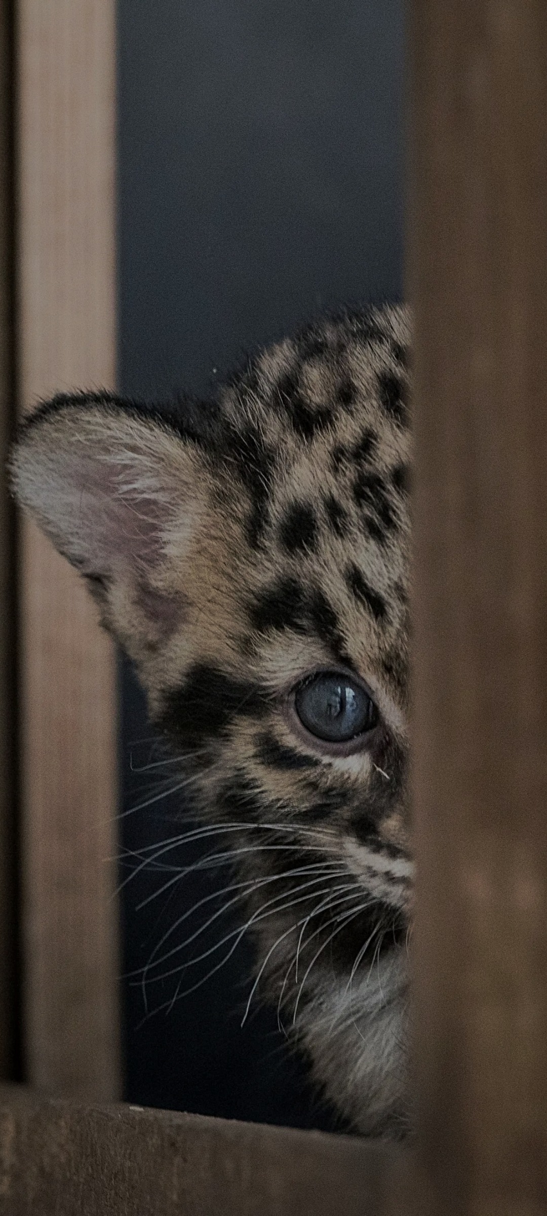 Profil de Abdelmalek